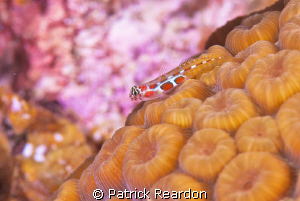 Orangesided Goby.  Nikon 105 with Subsee 5X. by Patrick Reardon 